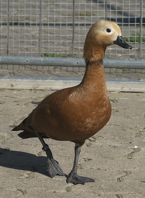 议和误解